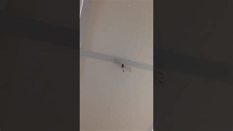 麻雀飛進家裡號碼 家裡出現蜻蜓